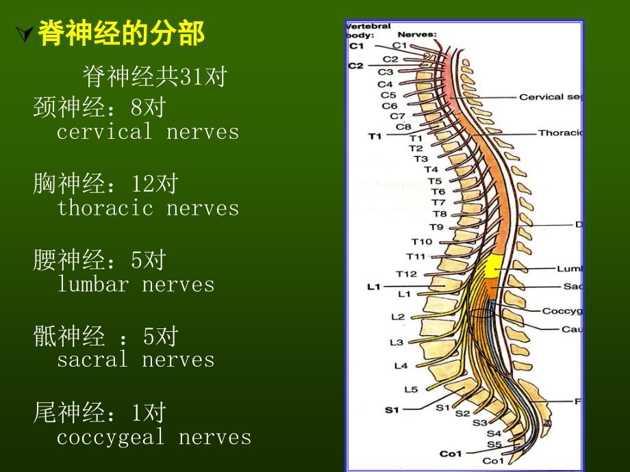 实验脊神经PPT课件_第4页