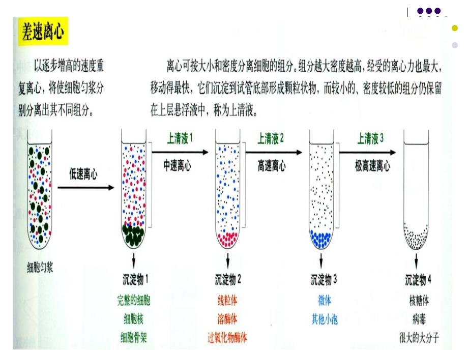 浙科版生物必修1细胞质的结构和功能课件文档资料_第3页