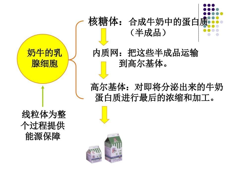 浙科版生物必修1细胞质的结构和功能课件文档资料_第5页