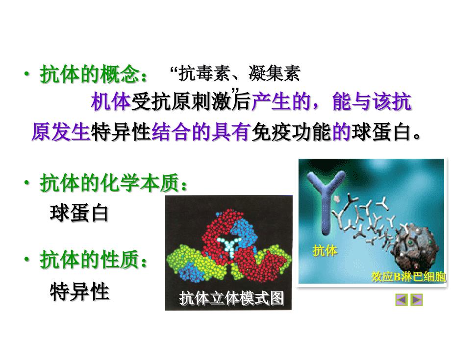 细胞免疫与体液免疫.ppt_第3页