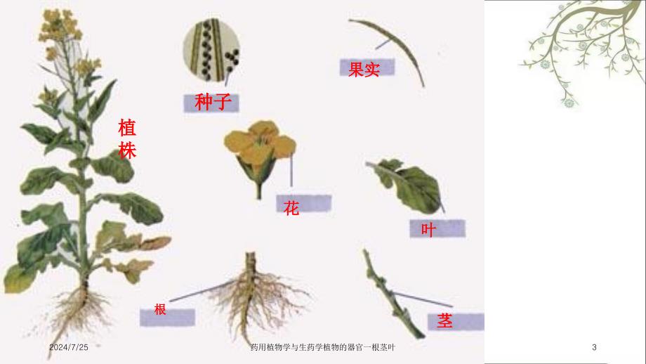 药用植物学与生药学植物的器官一根茎叶_第3页