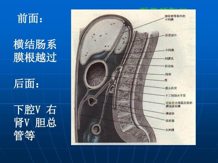 断层解剖学腹部PPT文档资料_第5页