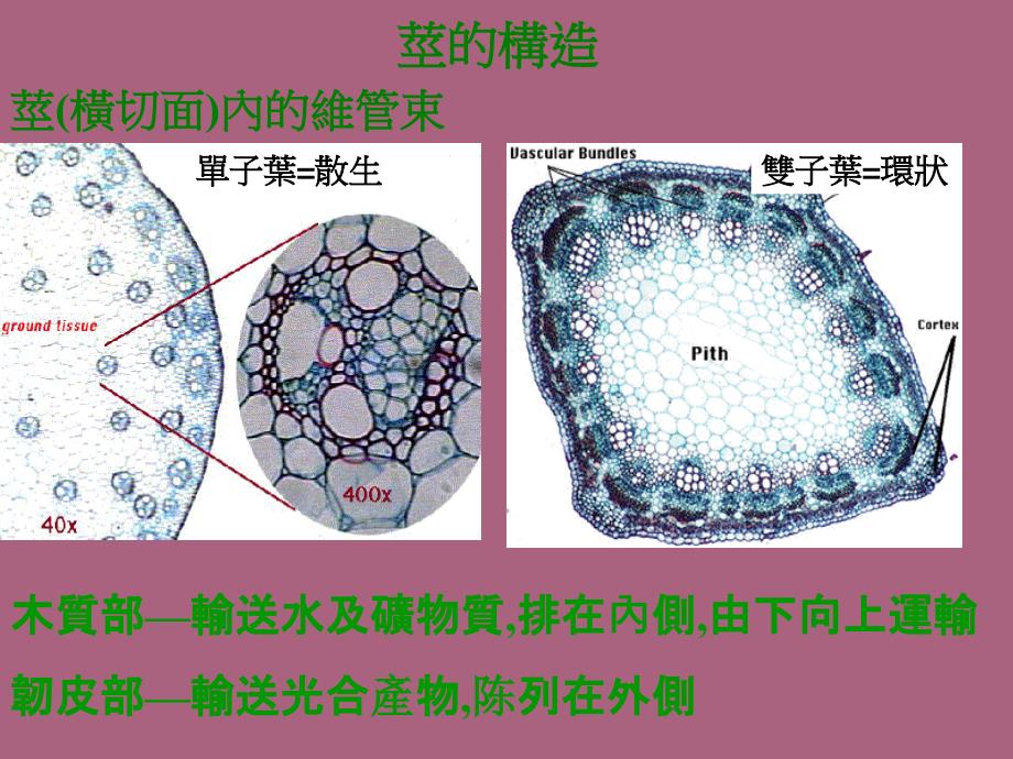 植物營養器官ppt课件_第2页