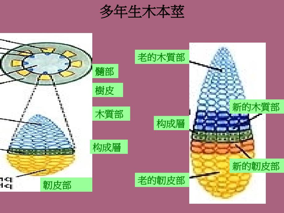 植物營養器官ppt课件_第4页