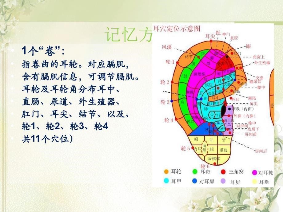 常用耳穴疗法经典精选PPT_第5页