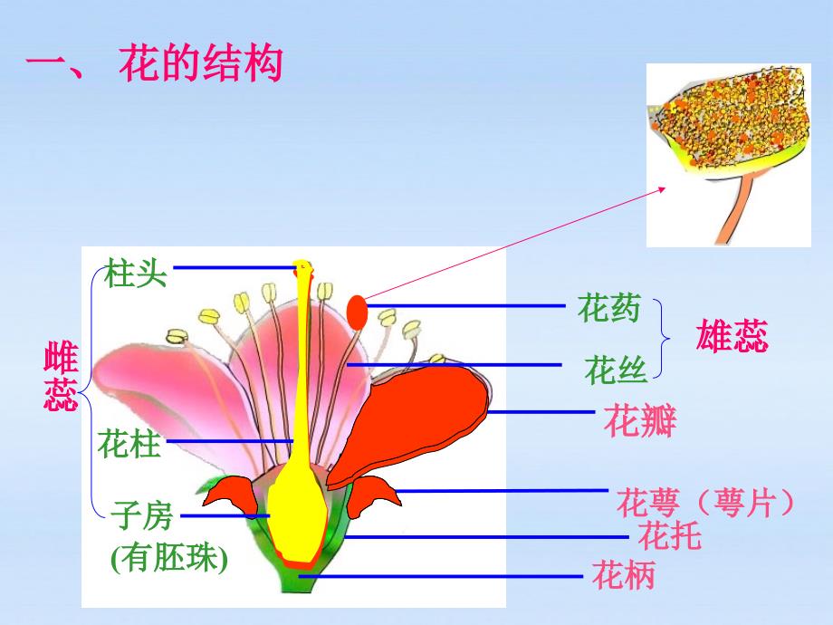 七年级生物上第三单元第三节开花和结果_第3页