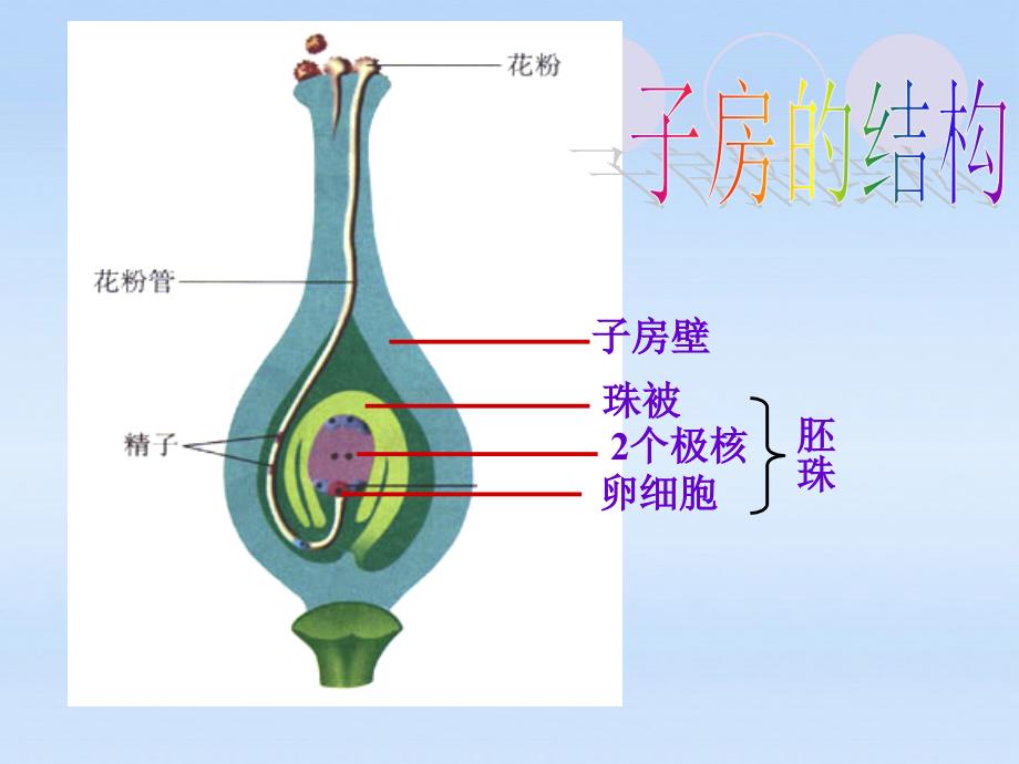 七年级生物上第三单元第三节开花和结果_第4页