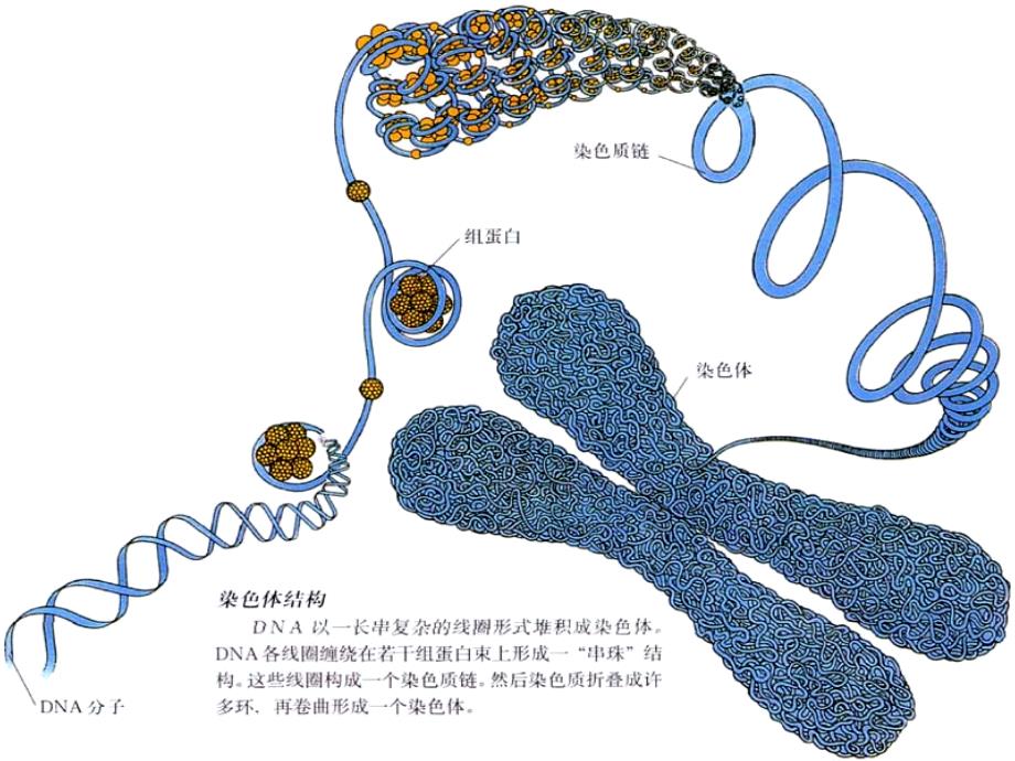 染色体工程与植物育种课件_第2页