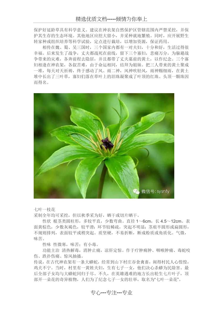 神龙架四大名贵中草药(共3页)_第3页