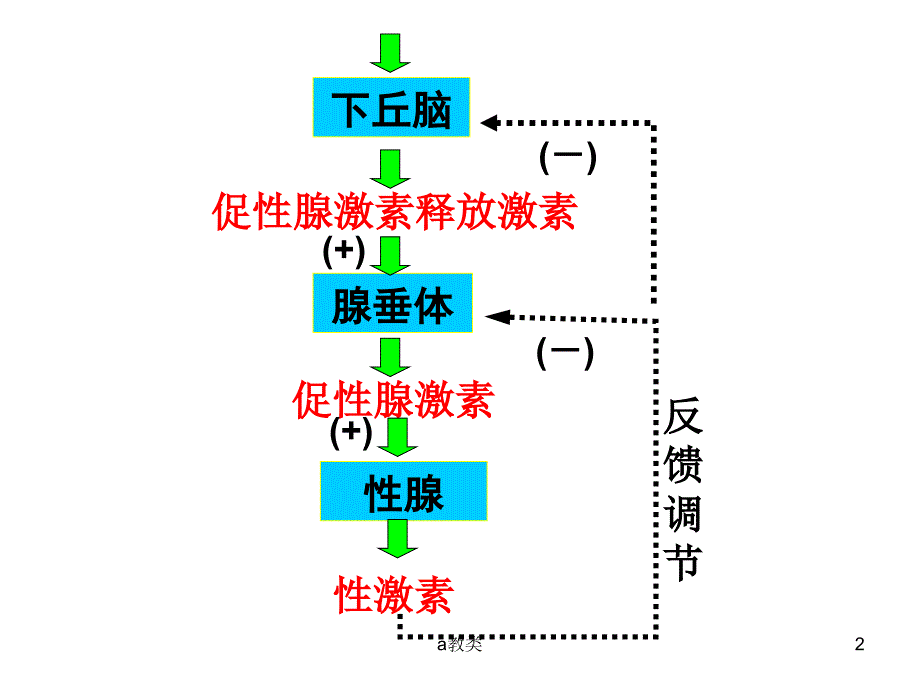 血糖平衡与调节PPT【A类基础】_第2页