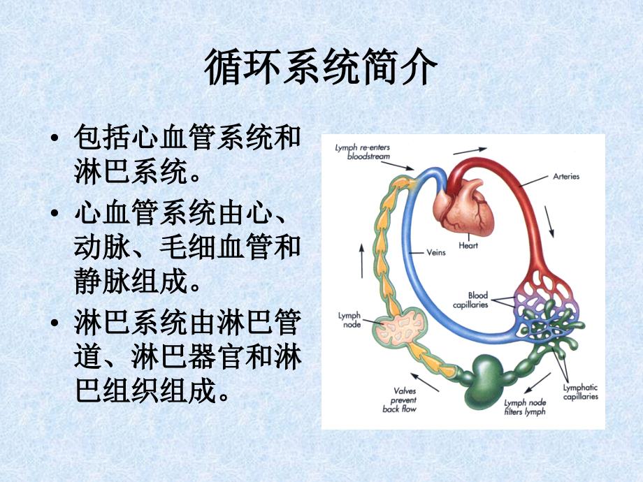 《脉管系统》PPT课件_第1页