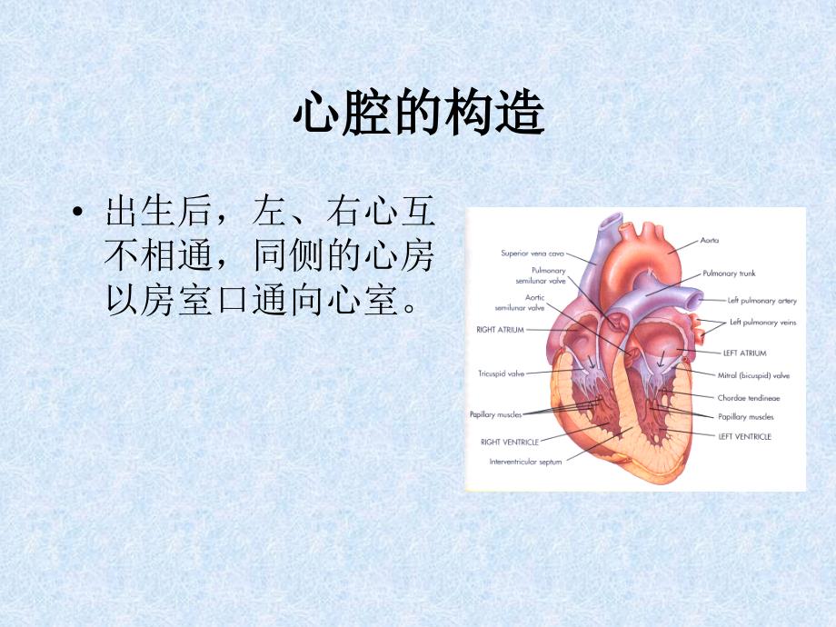 《脉管系统》PPT课件_第3页