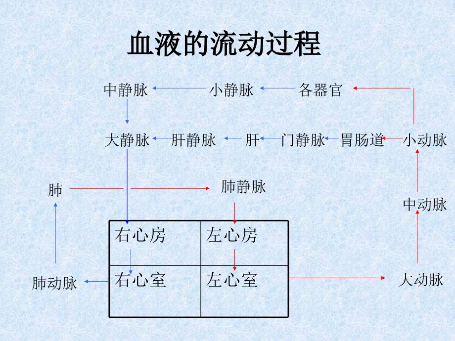 《脉管系统》PPT课件_第4页