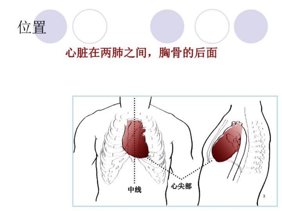 最新心脏的解剖和生理PPT课件_第3页