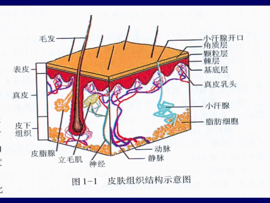 皮肤病西医基础文档资料_第2页