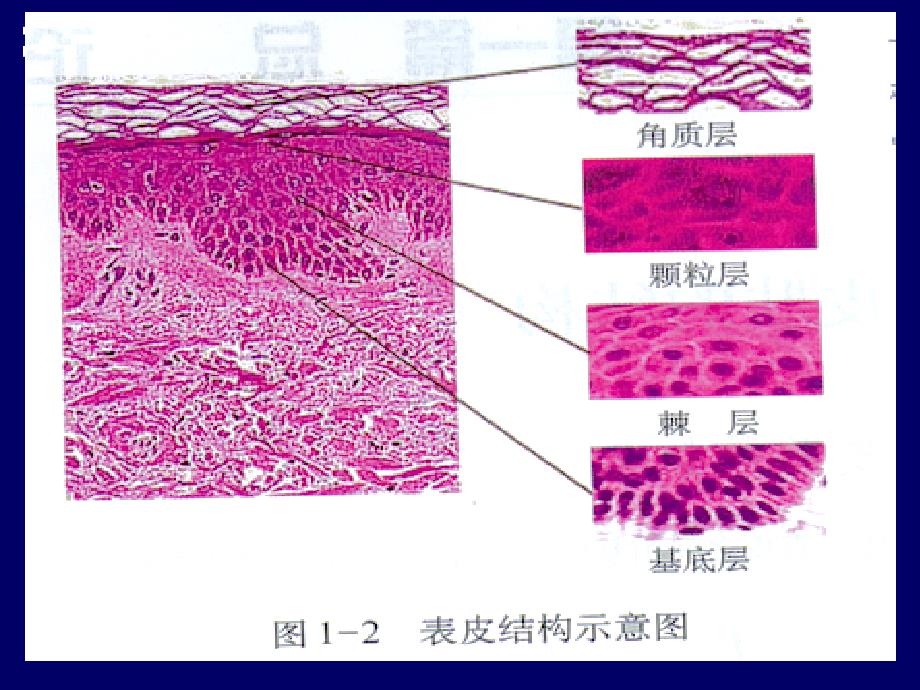 皮肤病西医基础文档资料_第4页