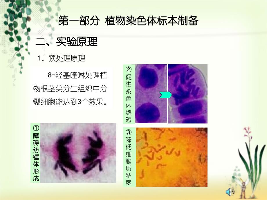 实验9植物染色体标本制备与核型分析课件_第3页