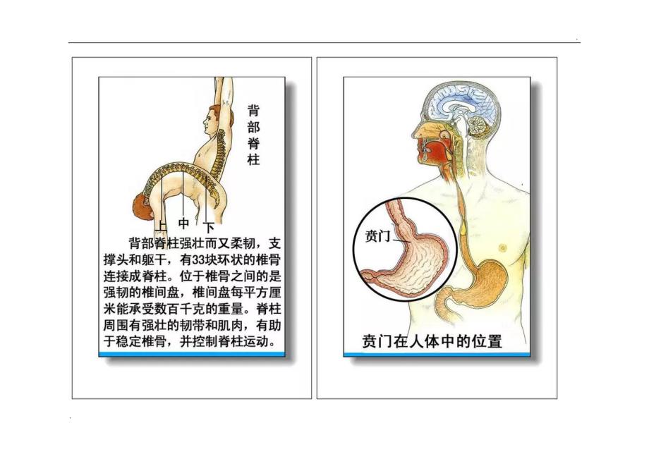 人体器官分部彩图_第3页