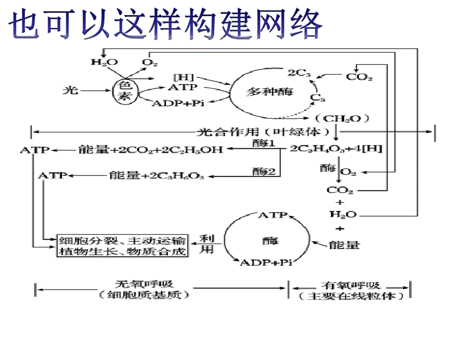 呼吸作用与光合作用小专题_第4页