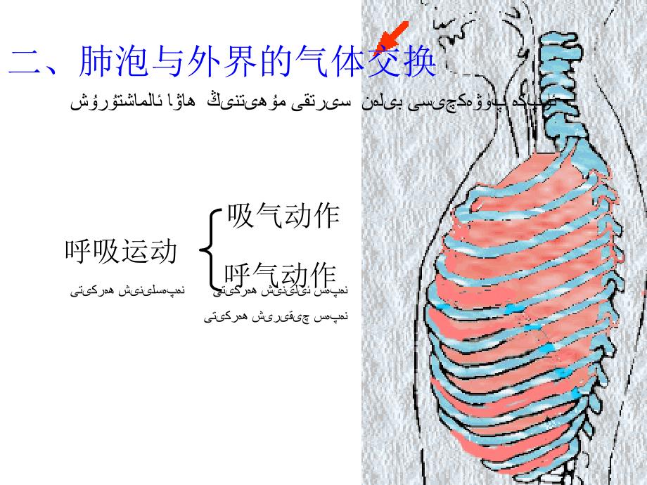 432发生432发生在肺内的气体交换在肺内的气体交换_第3页