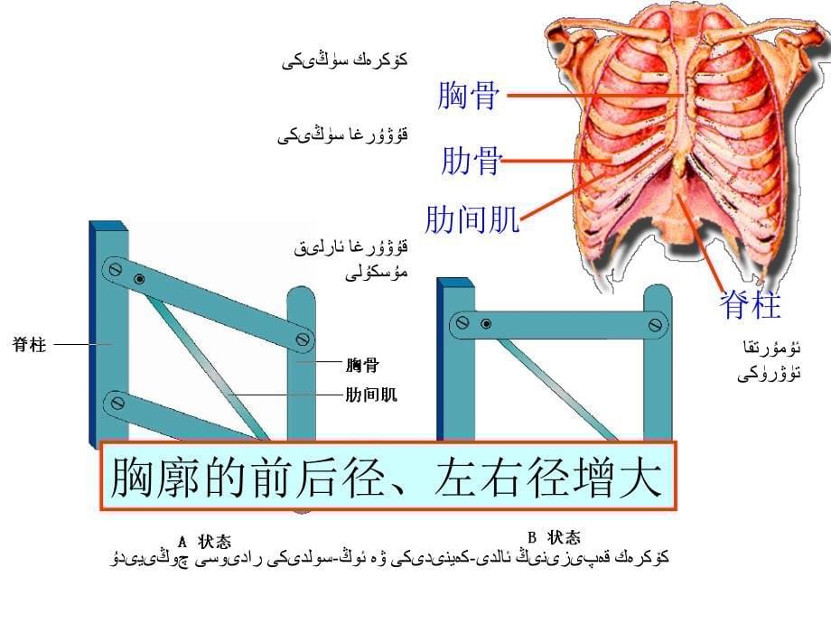 432发生432发生在肺内的气体交换在肺内的气体交换_第5页