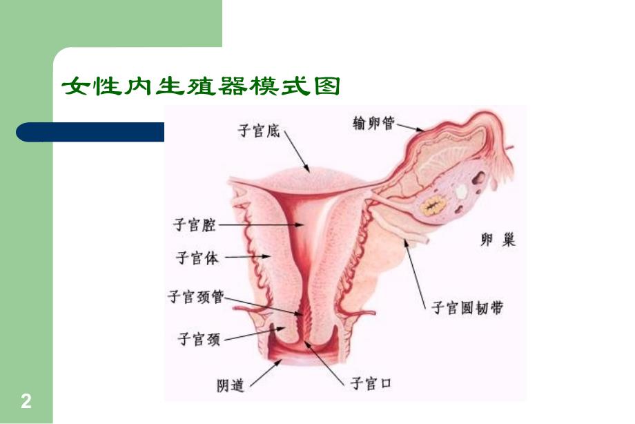 妇产科学教学资料子宫腺肌病_第2页