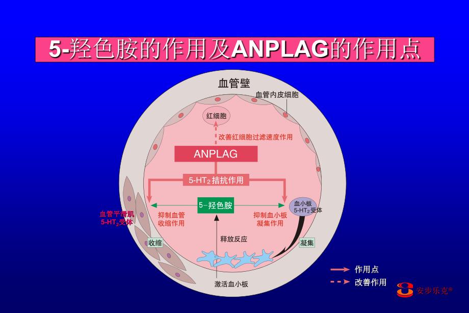 在日本与阿司匹林同等地位的多靶点循环改善剂课件_第3页