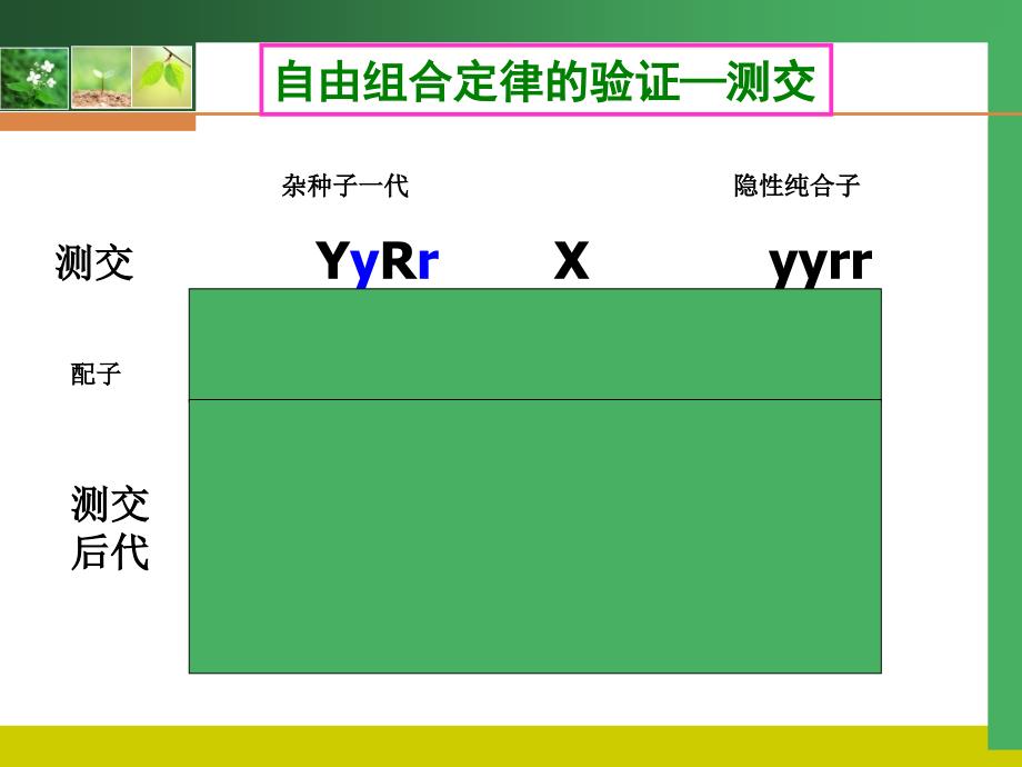 基因自由组合定律复习课件_第4页