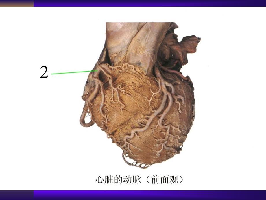 人体解剖学实物标本考试（模拟）_第4页