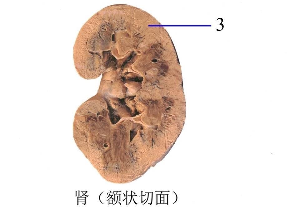 人体解剖学实物标本考试（模拟）_第5页