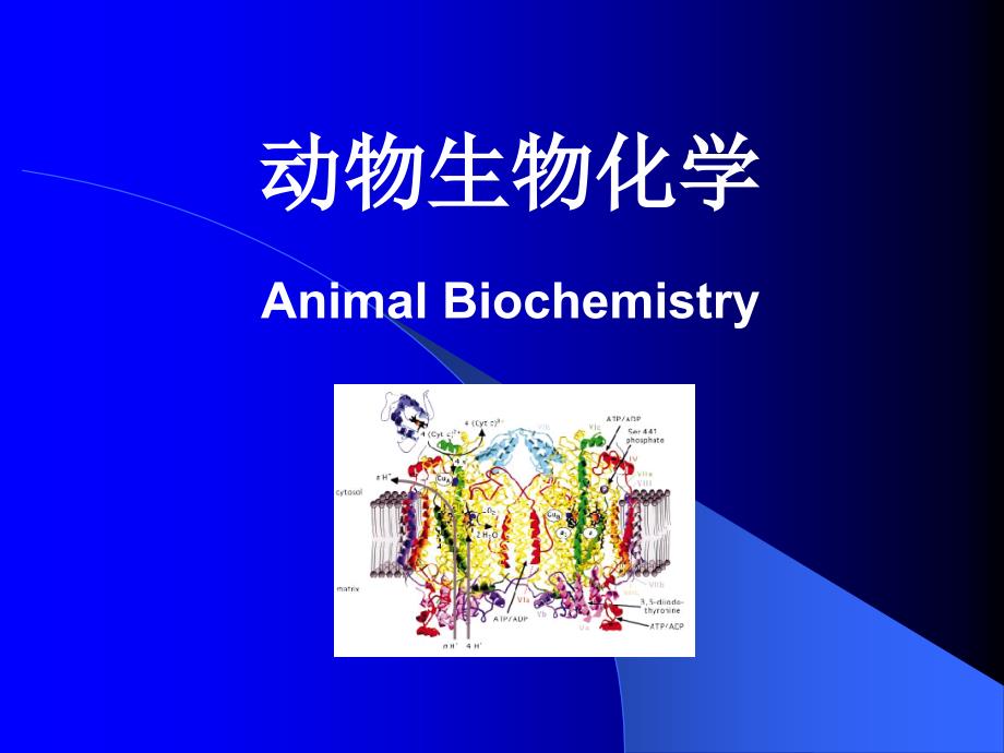 动物生物化学(PPT34)_第1页