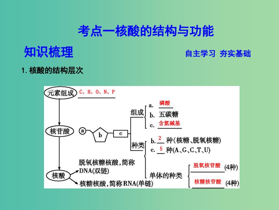 高中生物第一单元走近细胞和组成细胞的分子第4讲细胞中的核酸糖类和脂质课件.ppt_第3页