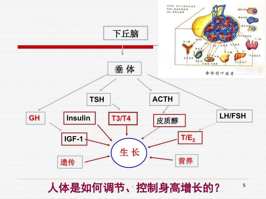 矮小症的诊断和治疗ppt演示课件_第5页