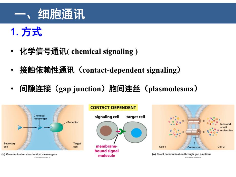 细胞生物学翟中和编第9章细胞信号转导_第4页