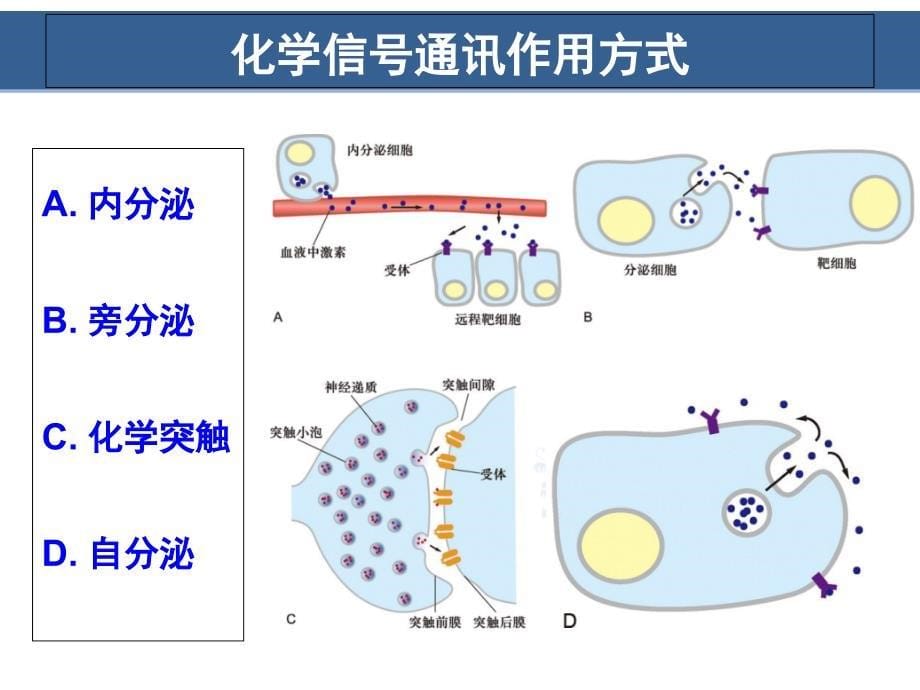 细胞生物学翟中和编第9章细胞信号转导_第5页