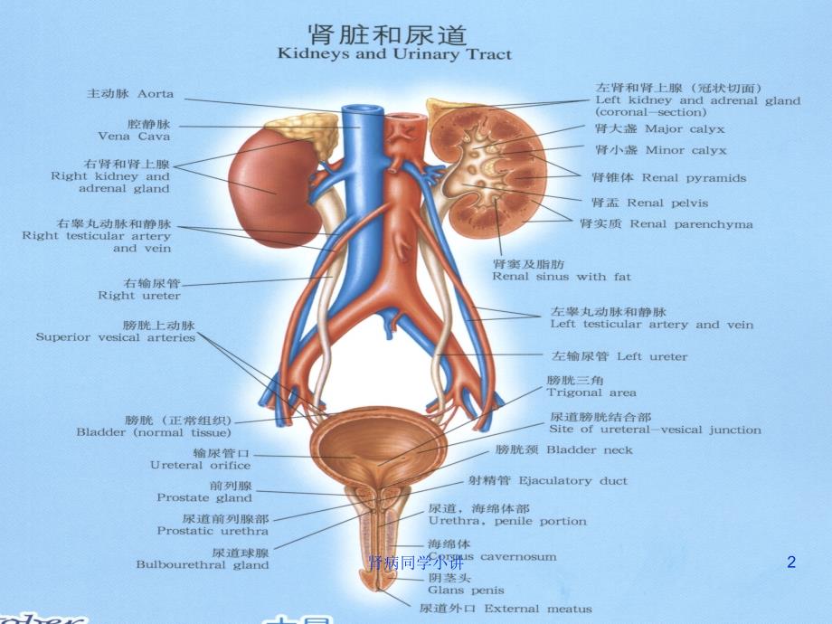 肾病同学小讲课件_第2页