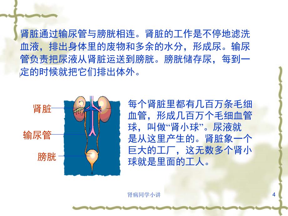 肾病同学小讲课件_第4页