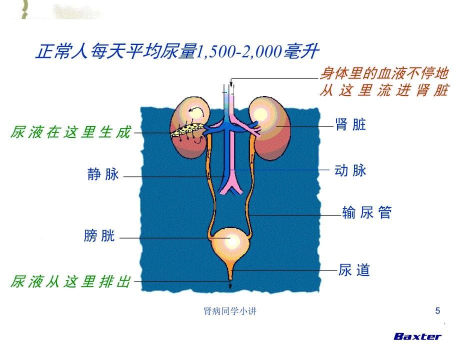 肾病同学小讲课件_第5页