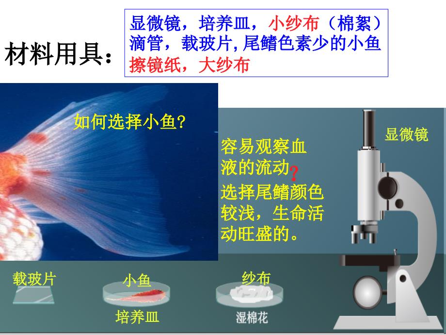 第二节血液的管道——血管_第3页