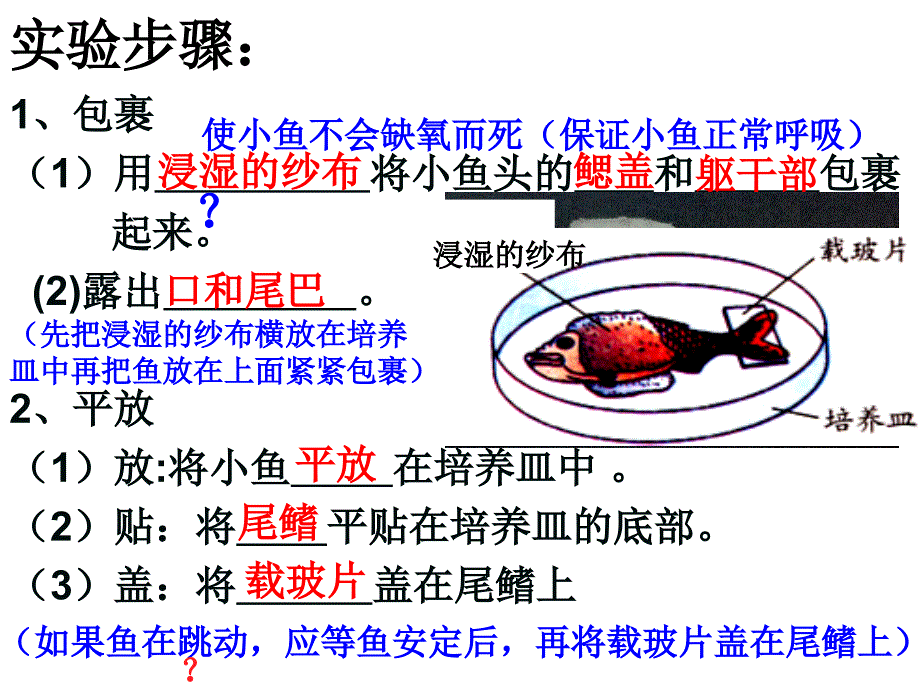 第二节血液的管道——血管_第4页