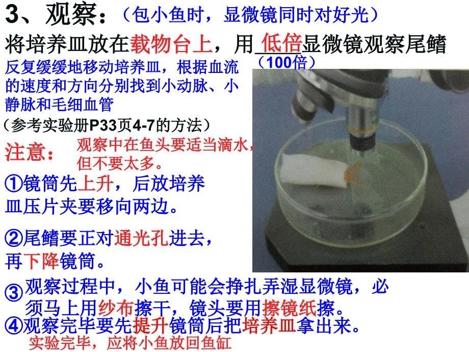 第二节血液的管道——血管_第5页