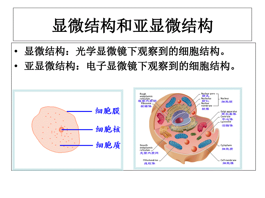 生物必修一苏教版第二节细胞的类型和结构共49张课件_第4页