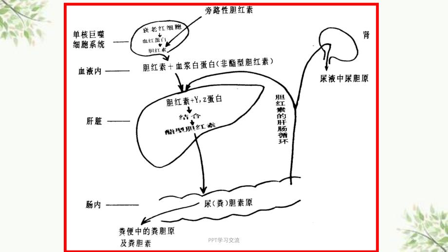 黄疸诊断思路ppt课件_第3页