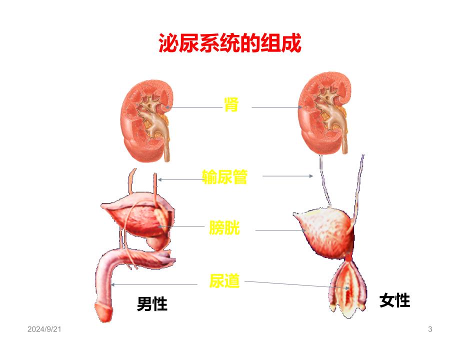 急性肾功能衰竭课件_第3页