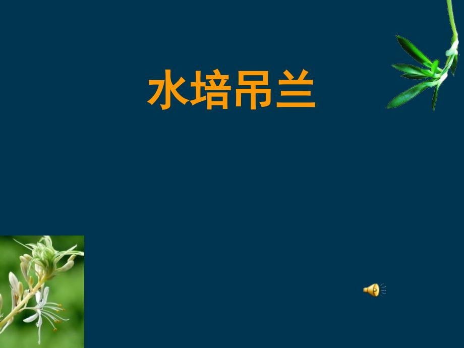 初中劳动技术《水培吊兰》教学_第1页