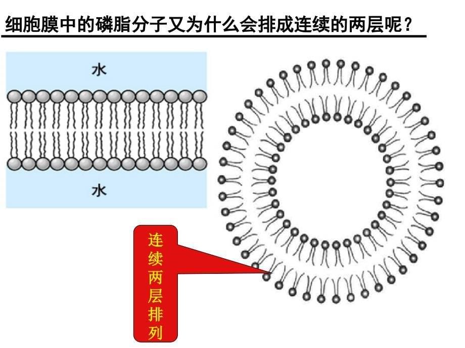 一轮复习细胞膜流动镶嵌模型_第5页