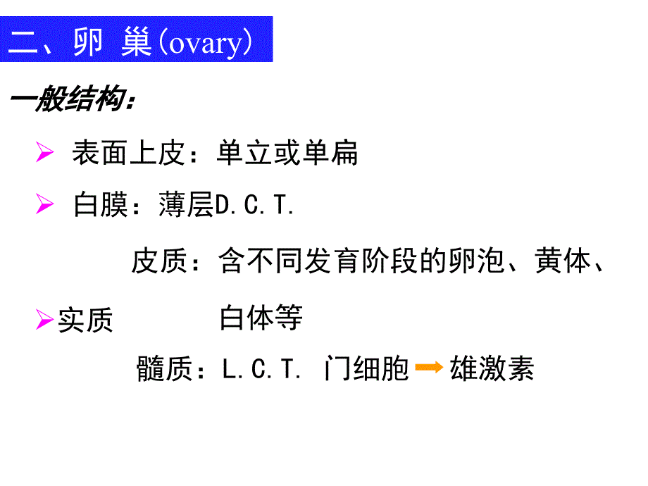 组织学与胚胎学课件第17章女性生殖系统_第4页