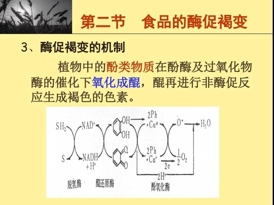 第8章食品的褐变_第5页