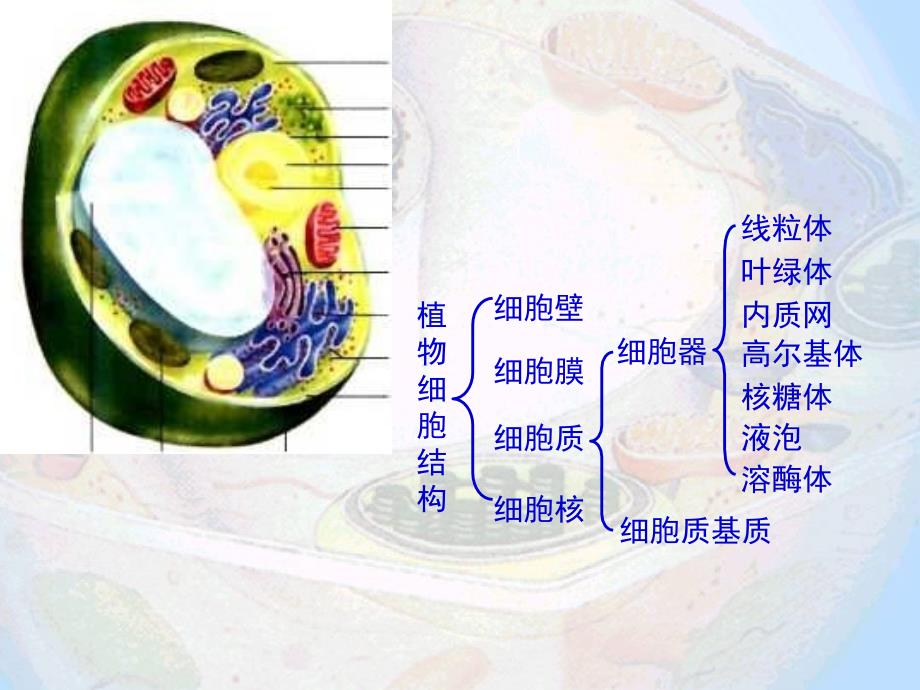 细胞世界探微三例PPT_第2页