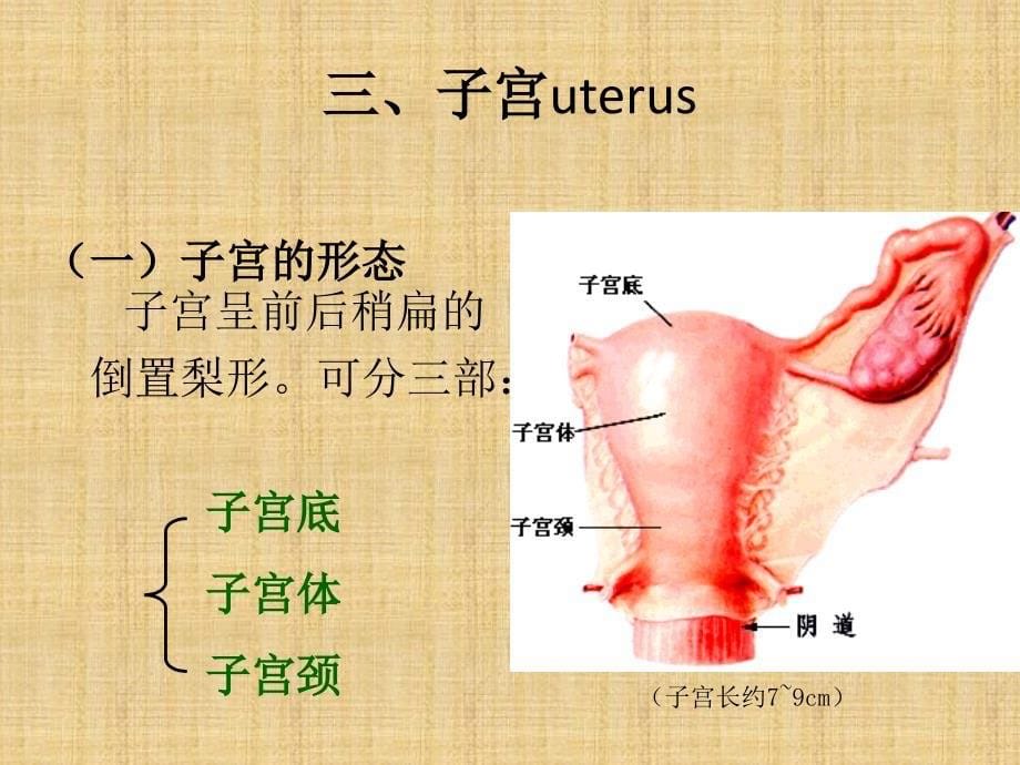 女性生殖系统PPT课件02_第5页